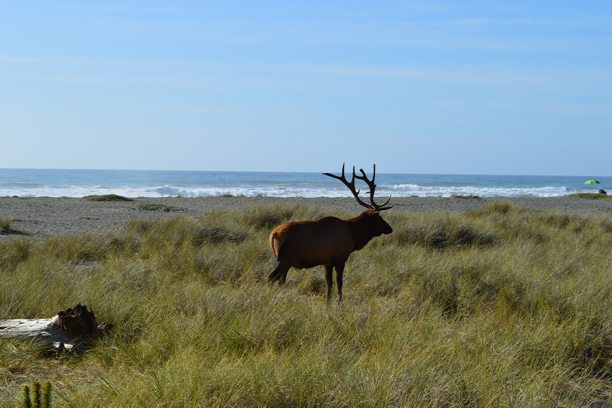 Your Guide to the Best Time to Visit Redwood National Park 4