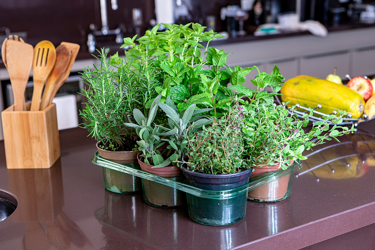 How To Grow Herbs Indoors at Home: Easy Tips for Basil, Mint and More 2