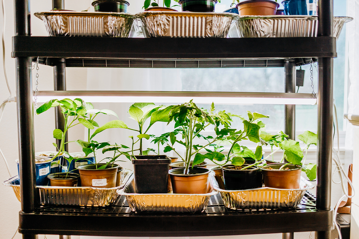 How To Grow Herbs Indoors at Home: Easy Tips for Basil, Mint and More 3
