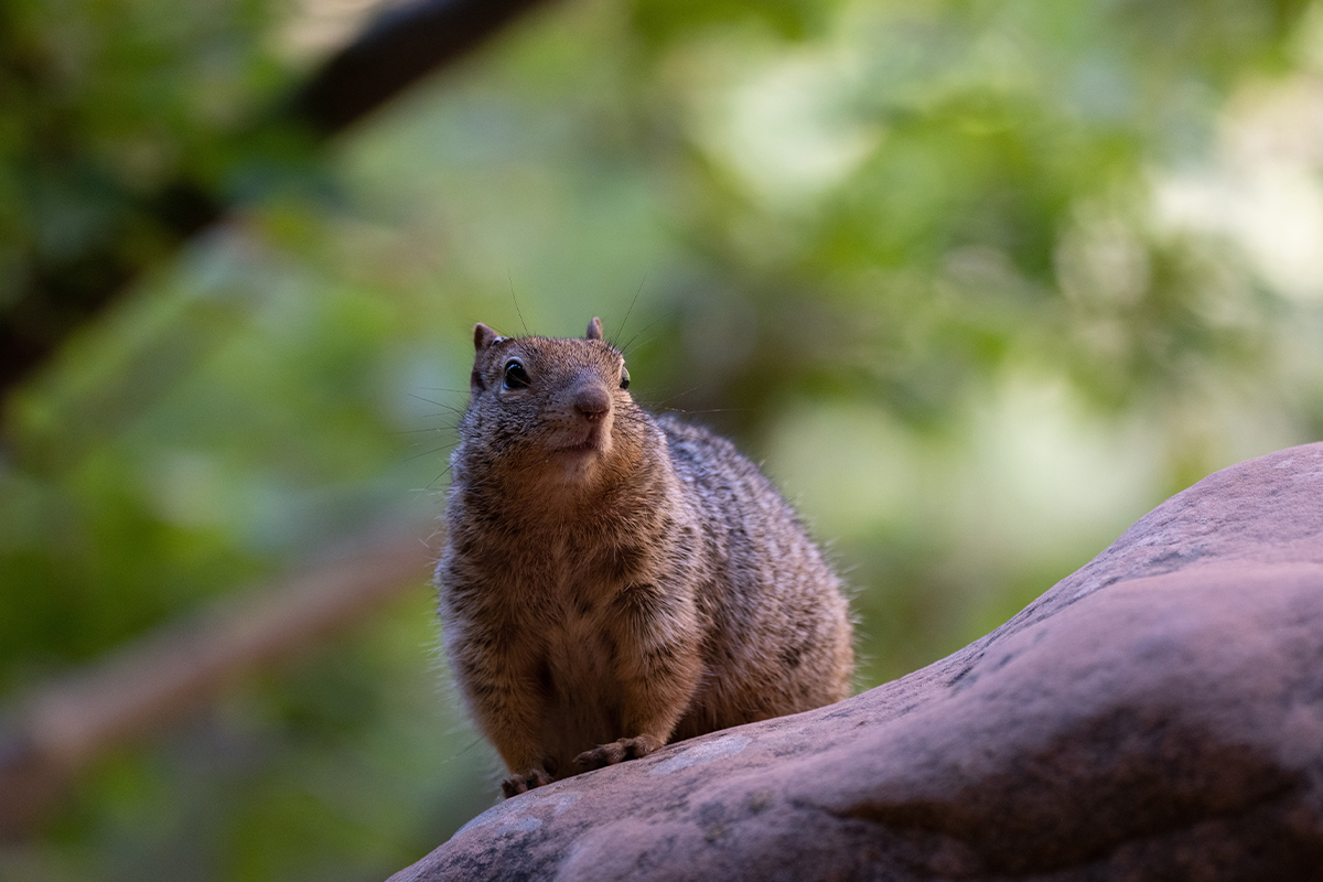 Fascinating Zion National Park Animals to Look For 13