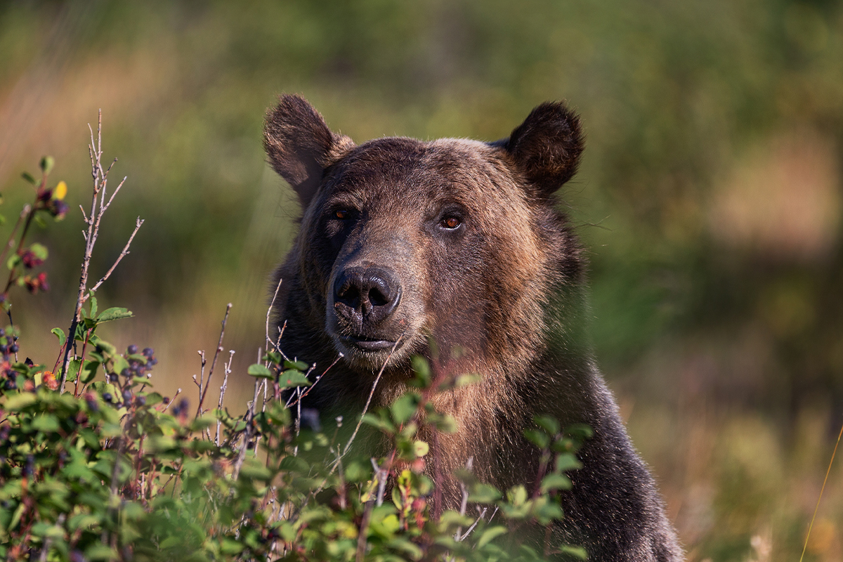 Exploring Animals And Their Habitats in Glacier National Park 2