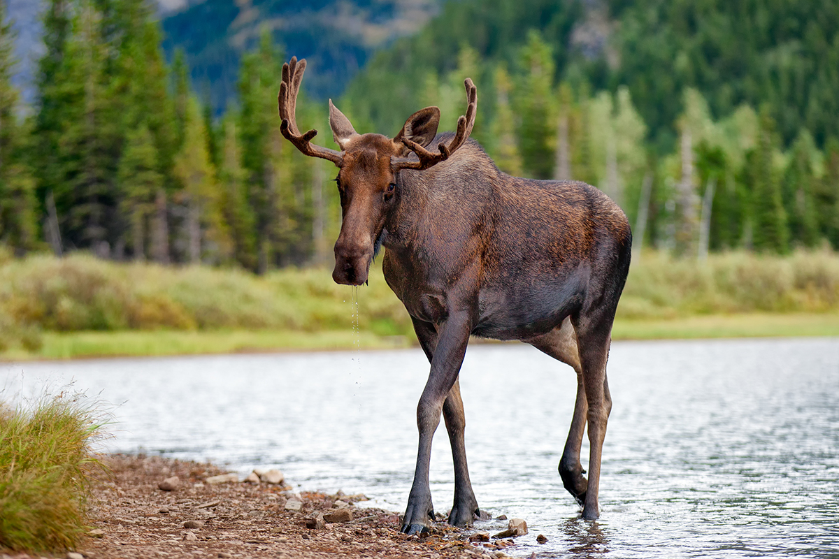 Exploring Animals And Their Habitats in Glacier National Park 3
