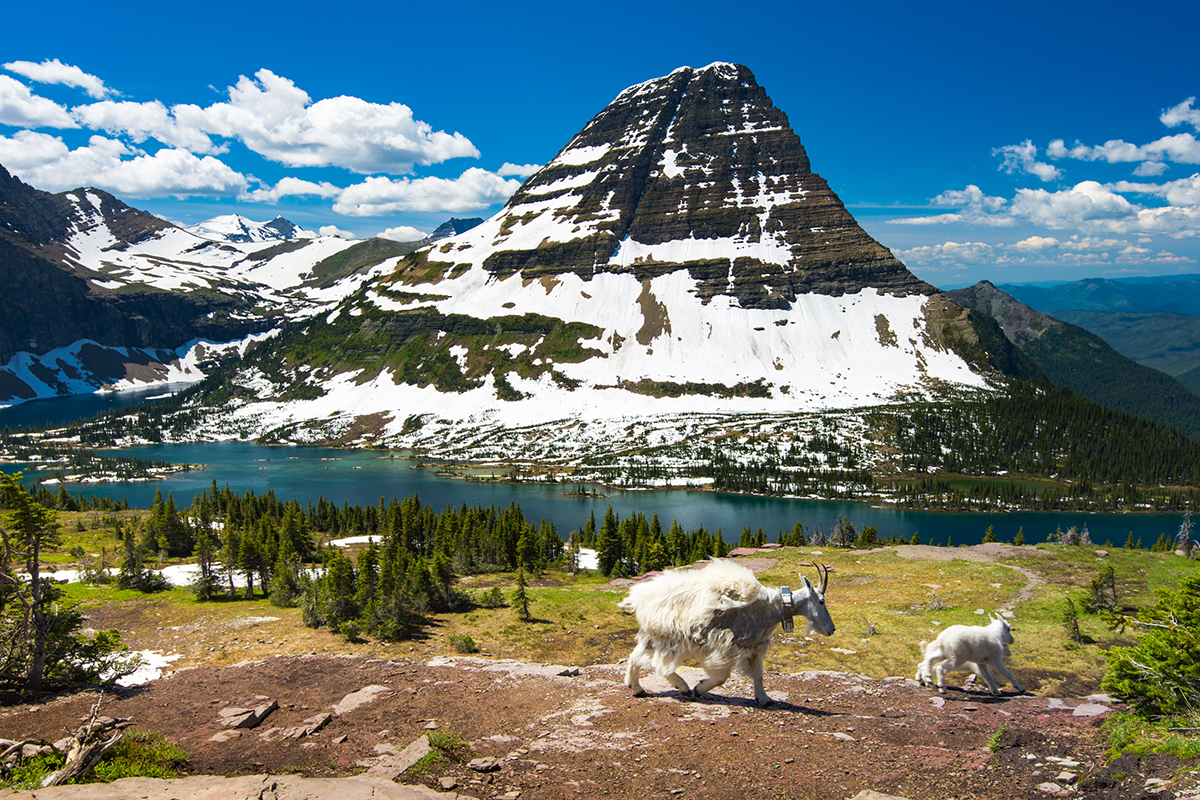 Exploring Animals And Their Habitats in Glacier National Park 7