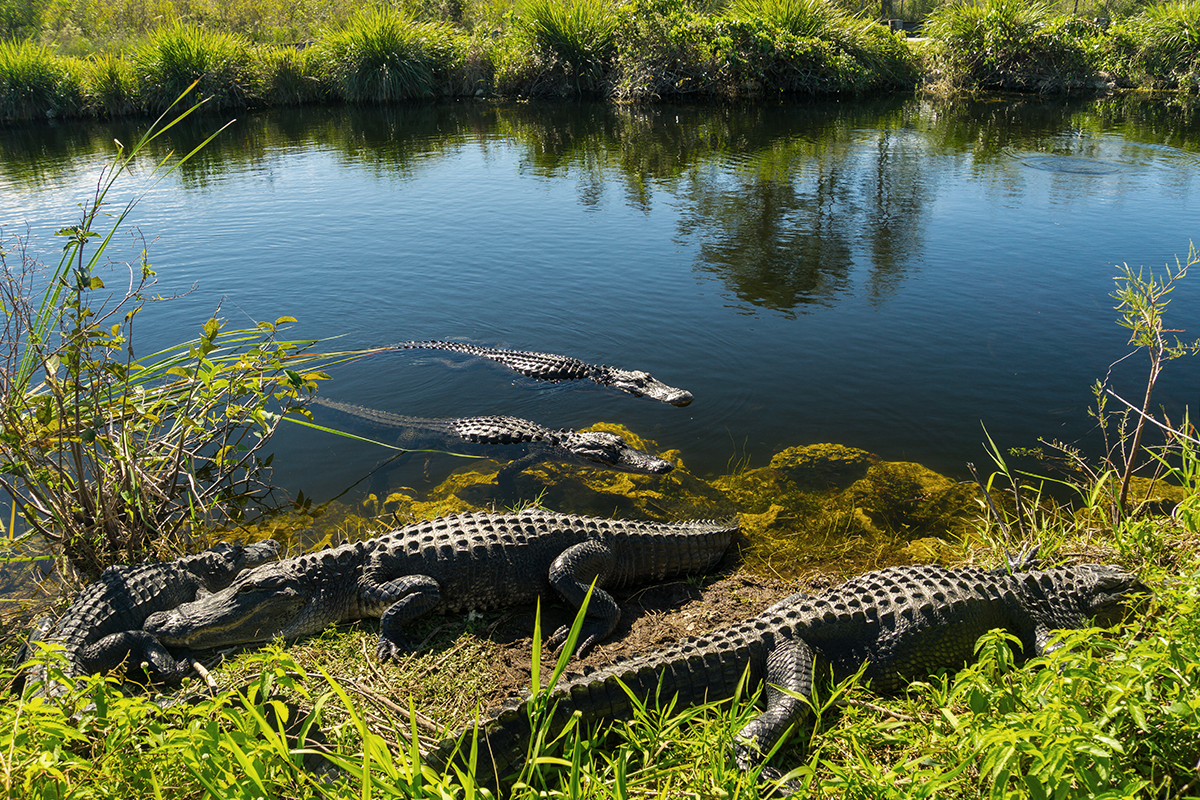 Everglades National Park Animals - Safety & Viewing Tips 13