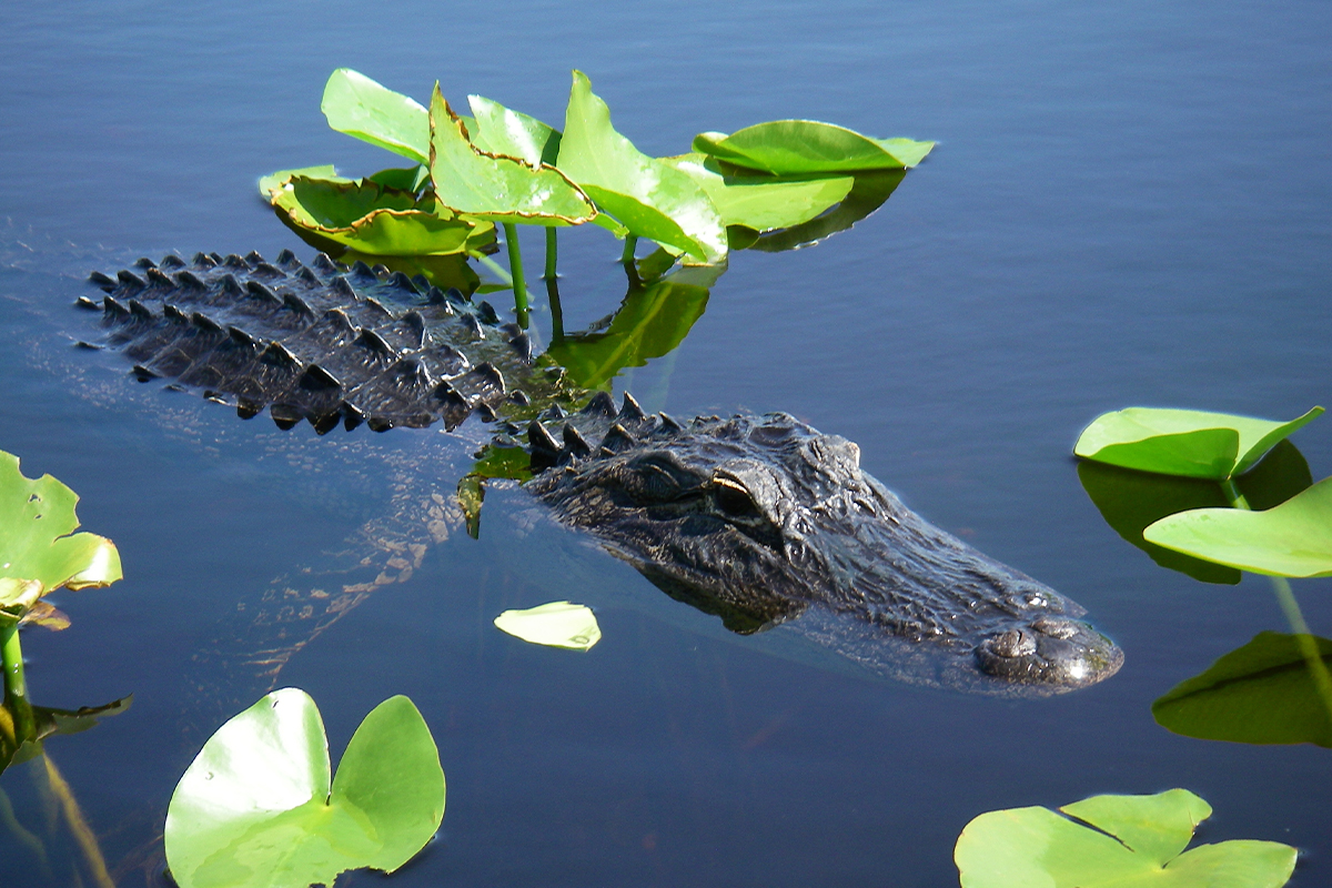 Everglades National Park Animals - Safety & Viewing Tips 10