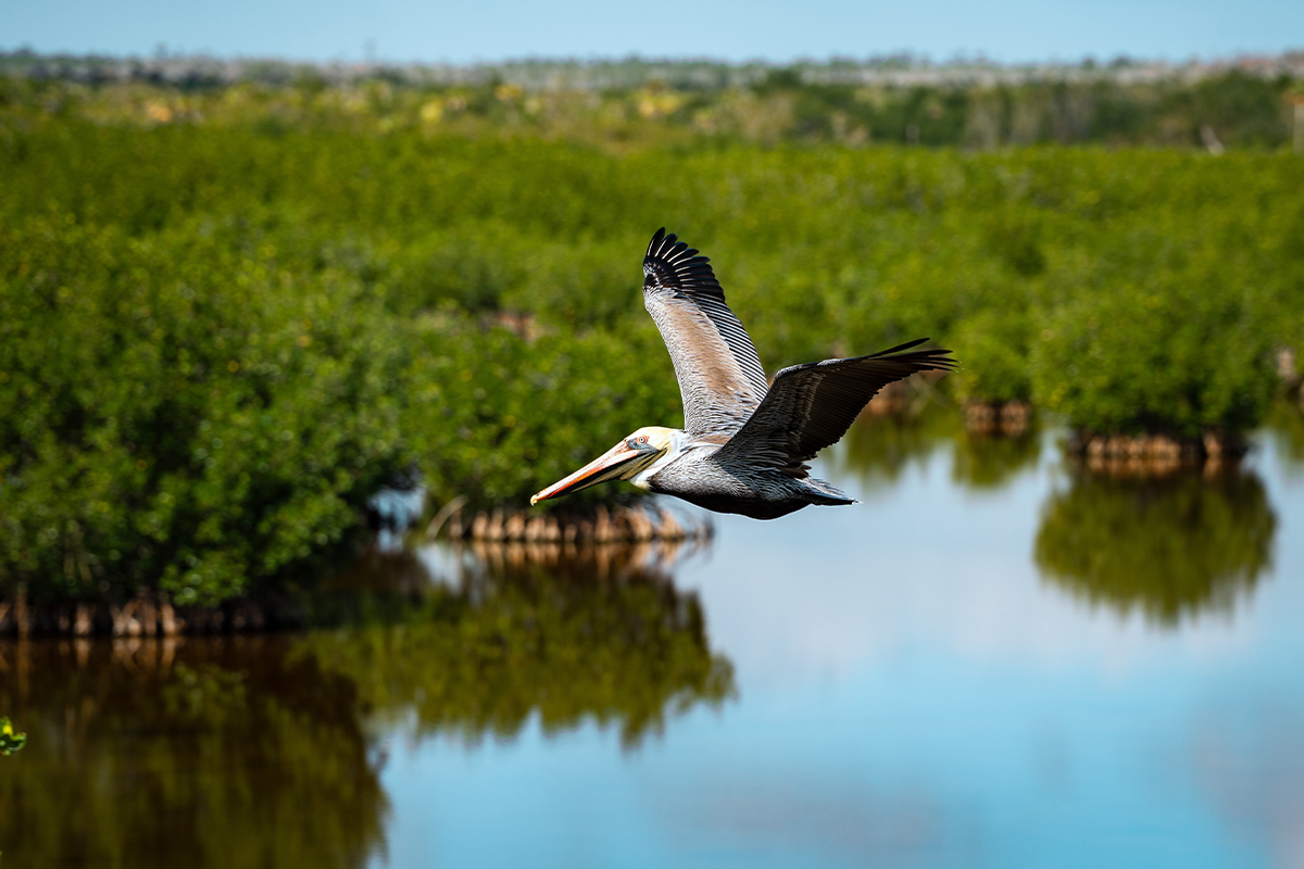 Everglades National Park Animals - Safety & Viewing Tips 15