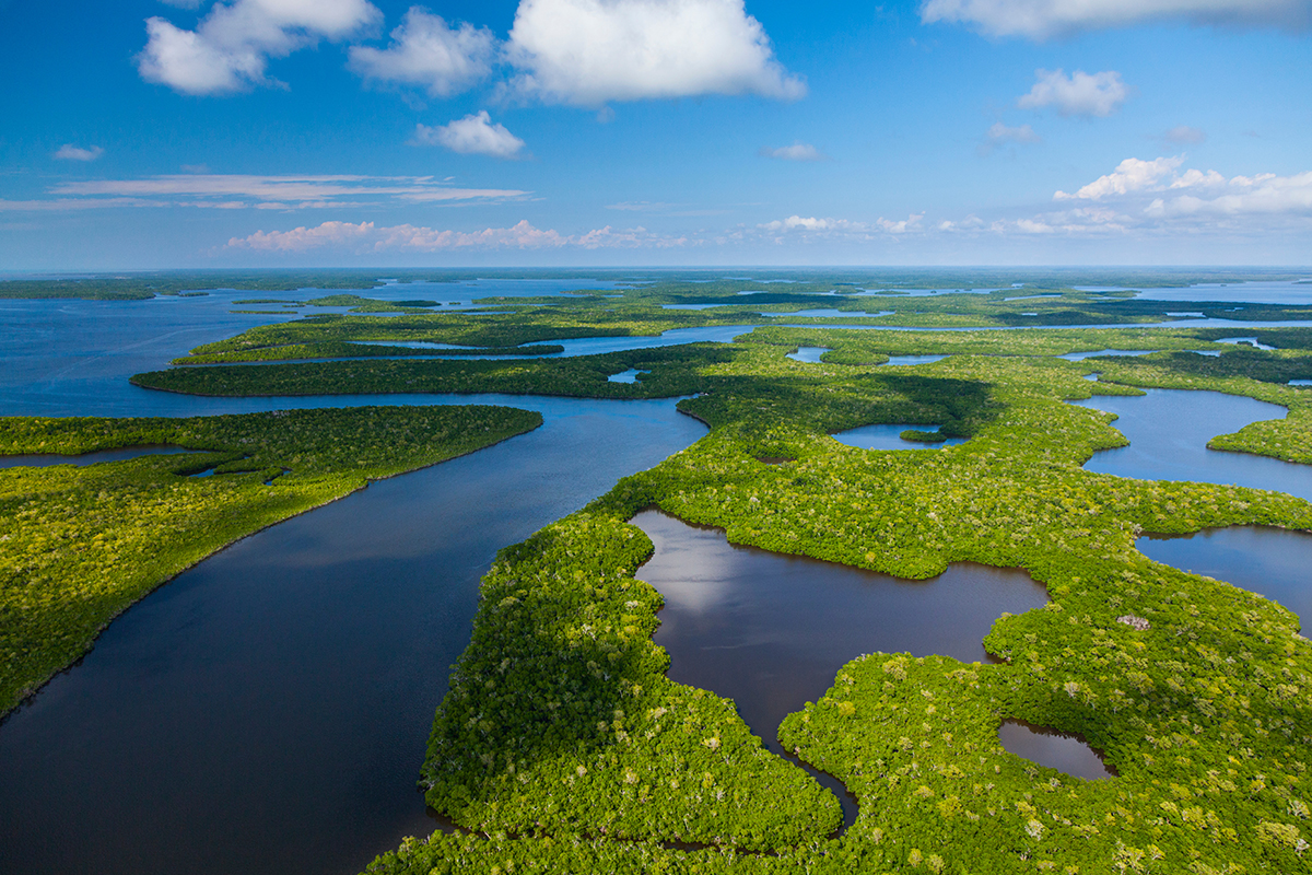 Everglades National Park Animals - Safety & Viewing Tips 16