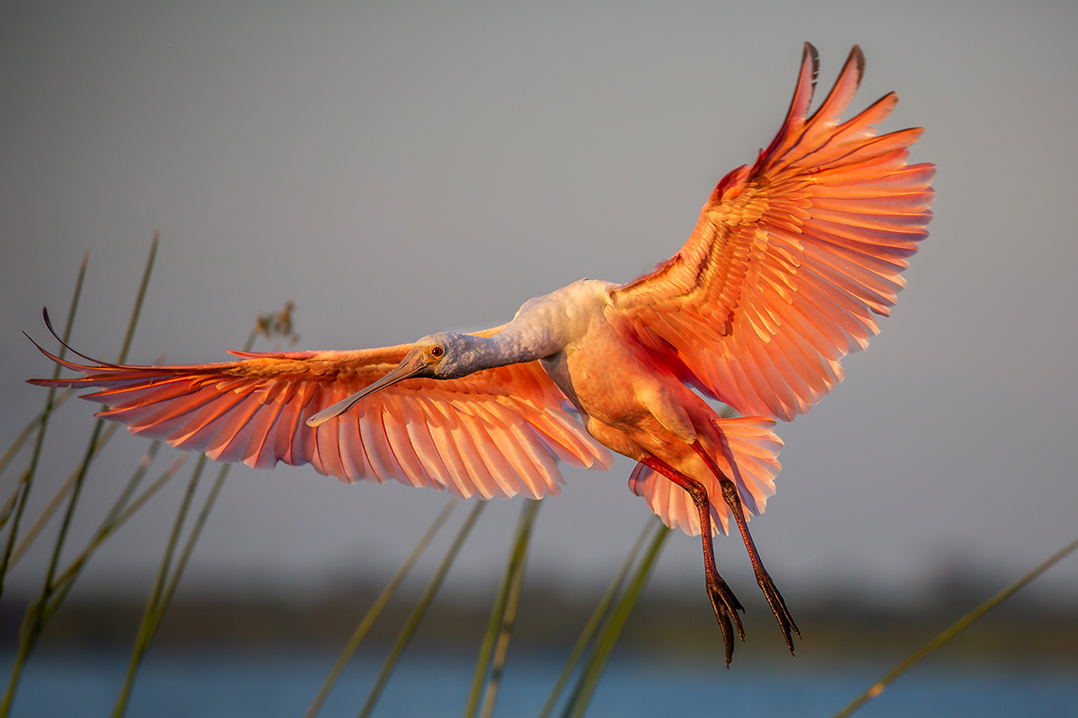 Everglades National Park Animals - Safety & Viewing Tips 9