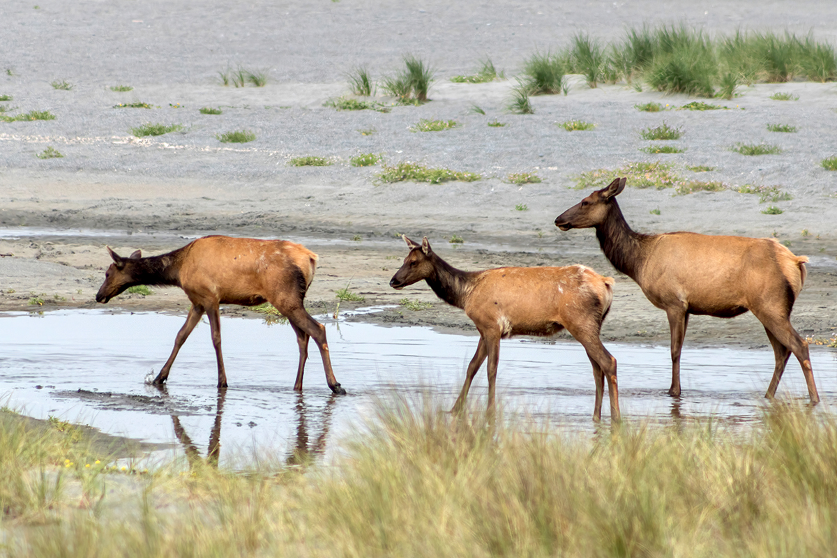 Wildlife in Redwood National Park: A Complete Guide 24
