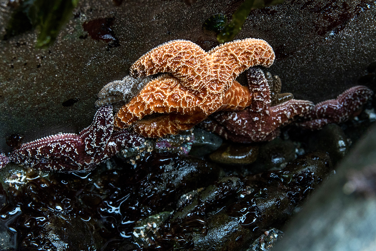 Wildlife in Redwood National Park: A Complete Guide 27