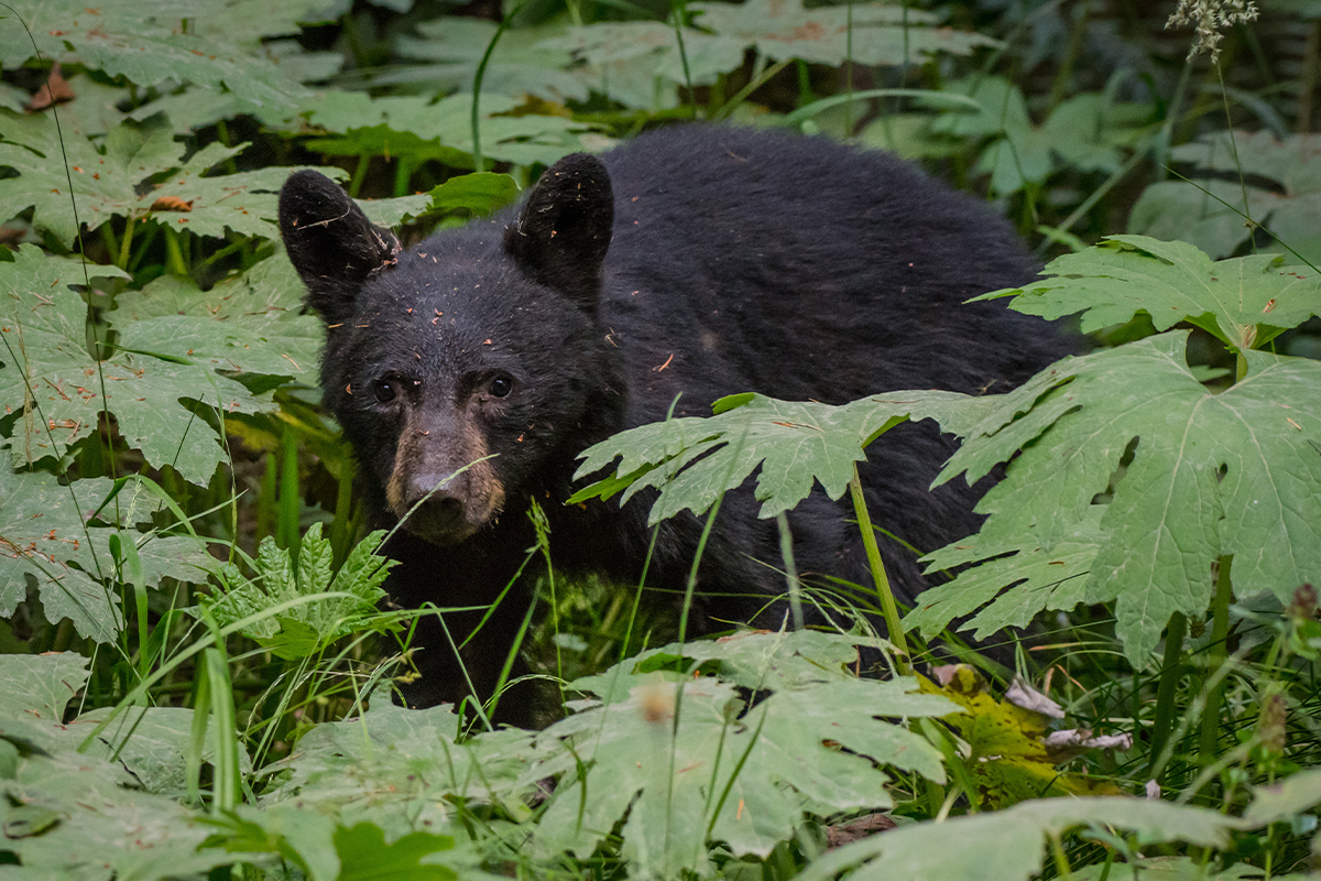 Wildlife in Redwood National Park: A Complete Guide 20