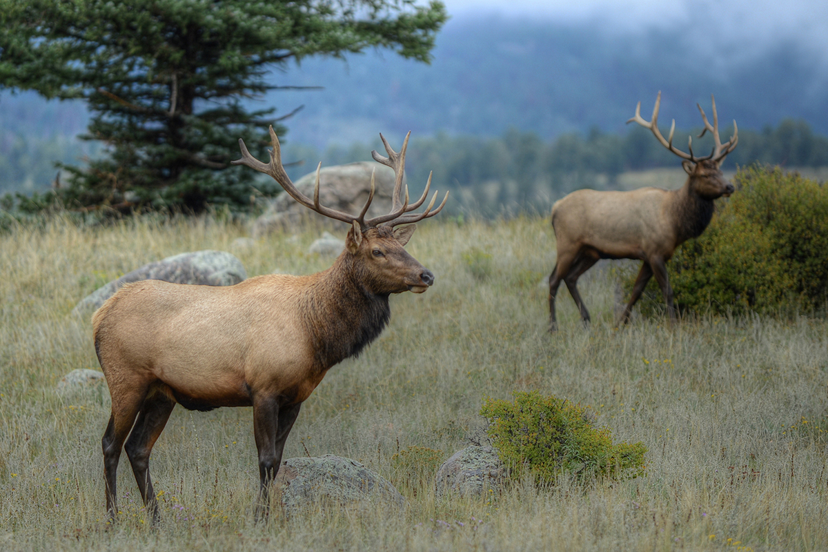 Animals in Rocky Mountain National Park: The Complete Wildlife Spotting Guide 18