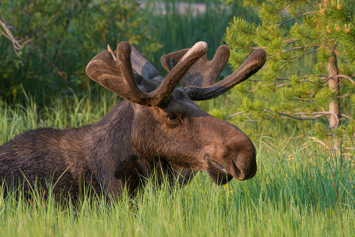 Animals in Rocky Mountain National Park: The Complete Wildlife Spotting Guide 20