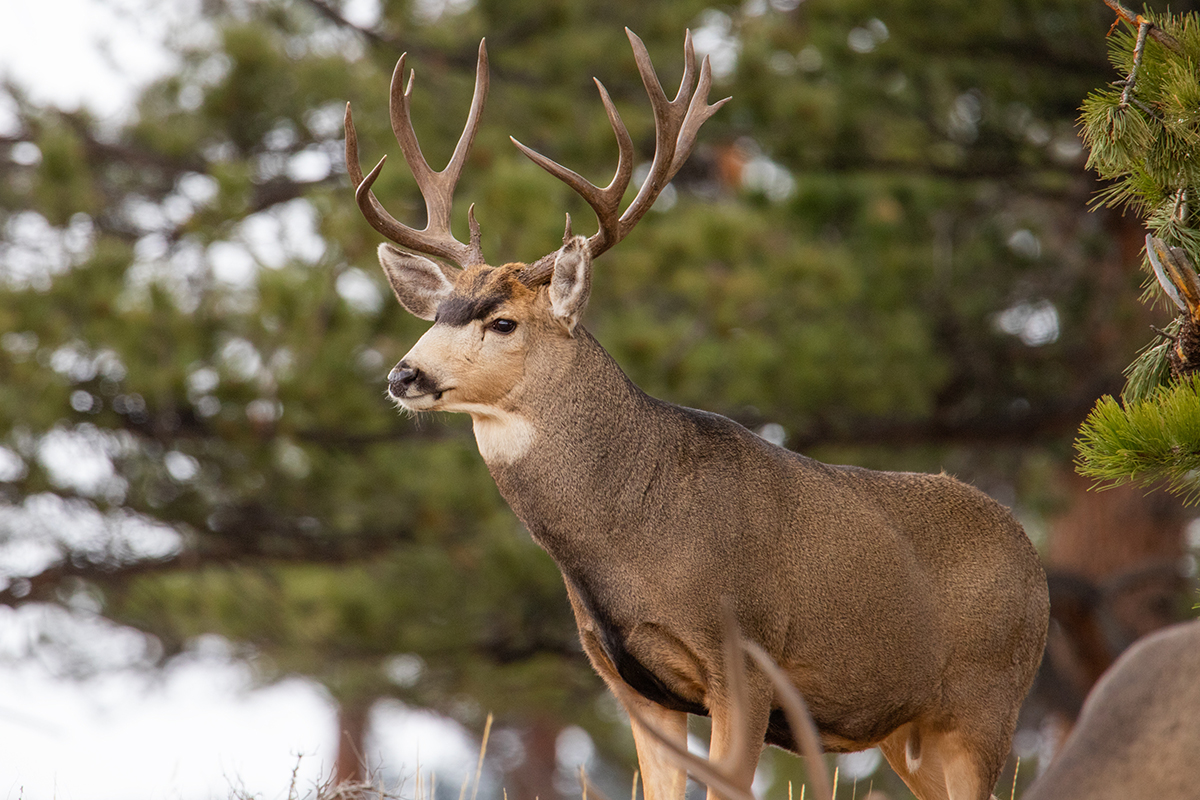 Animals in Rocky Mountain National Park: The Complete Wildlife Spotting Guide 21