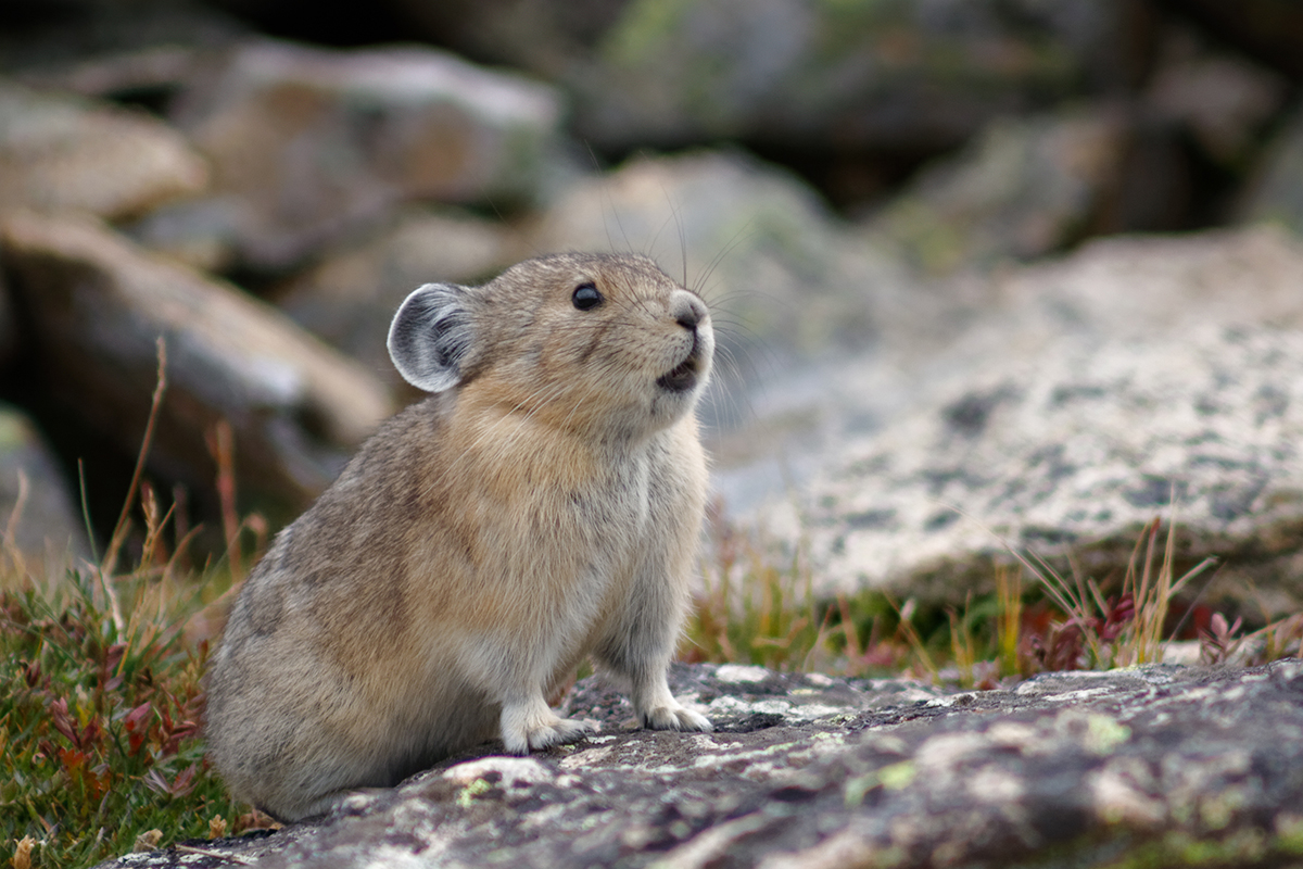 Animals in Rocky Mountain National Park: The Complete Wildlife Spotting Guide 22