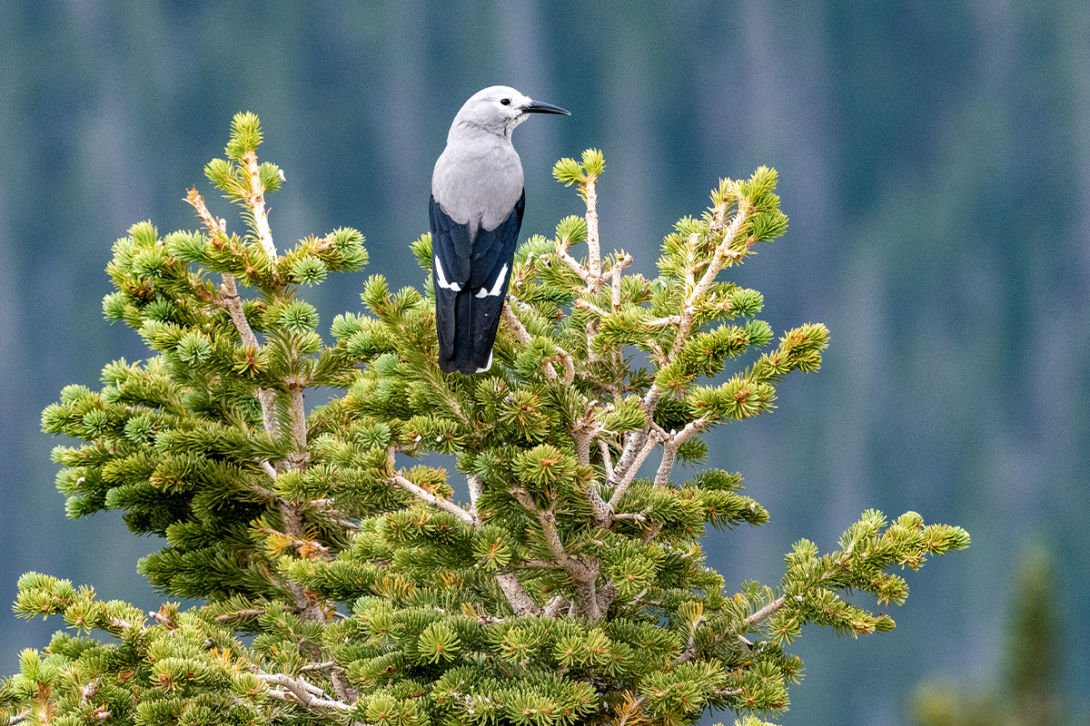 Animals in Rocky Mountain National Park: The Complete Wildlife Spotting Guide 25