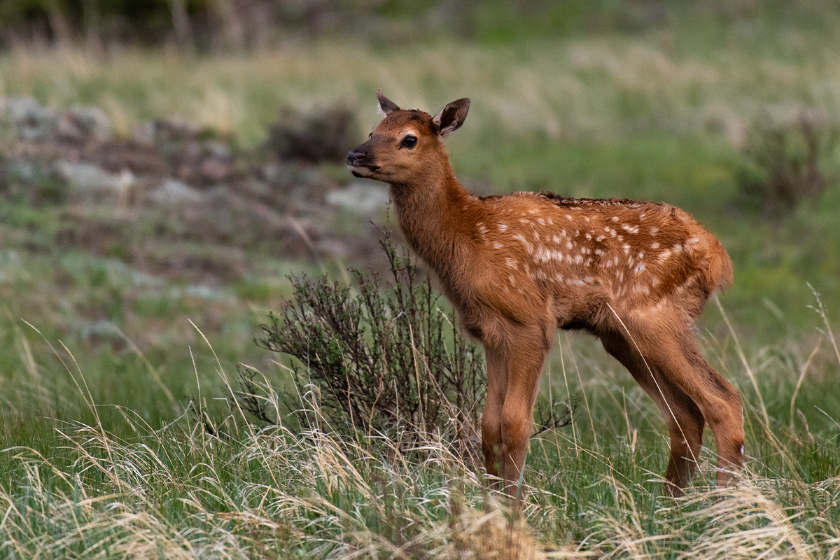 Animals in Rocky Mountain National Park: The Complete Wildlife Spotting Guide 26