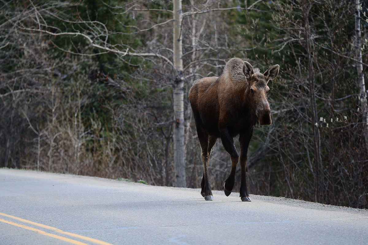 Animals in Denali National Park: A Visitor's Guide to the Big 5 & Beyond 29