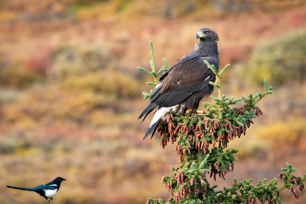 Animals in Denali National Park: A Visitor's Guide to the Big 5 & Beyond 34