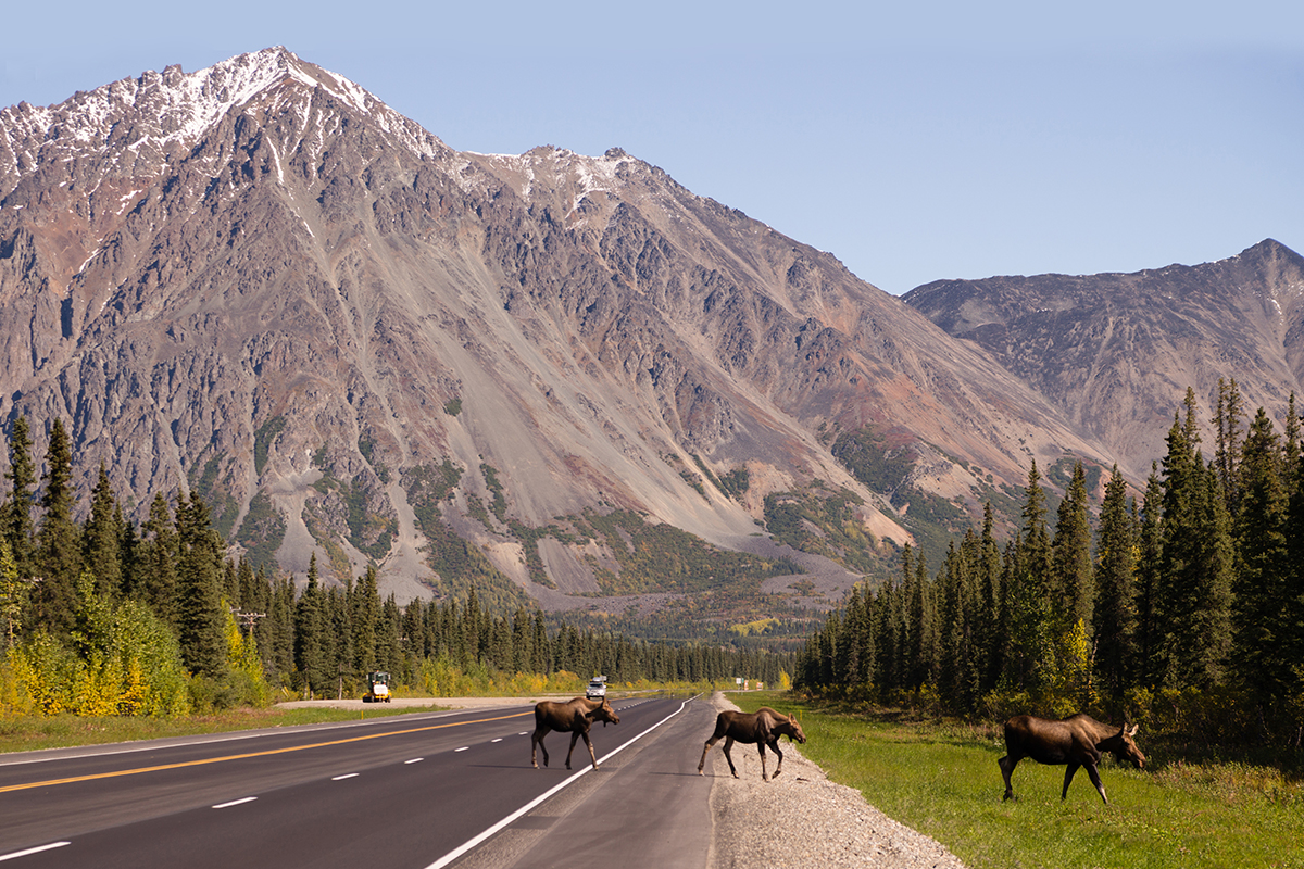 Animals in Denali National Park: A Visitor's Guide to the Big 5 & Beyond 36