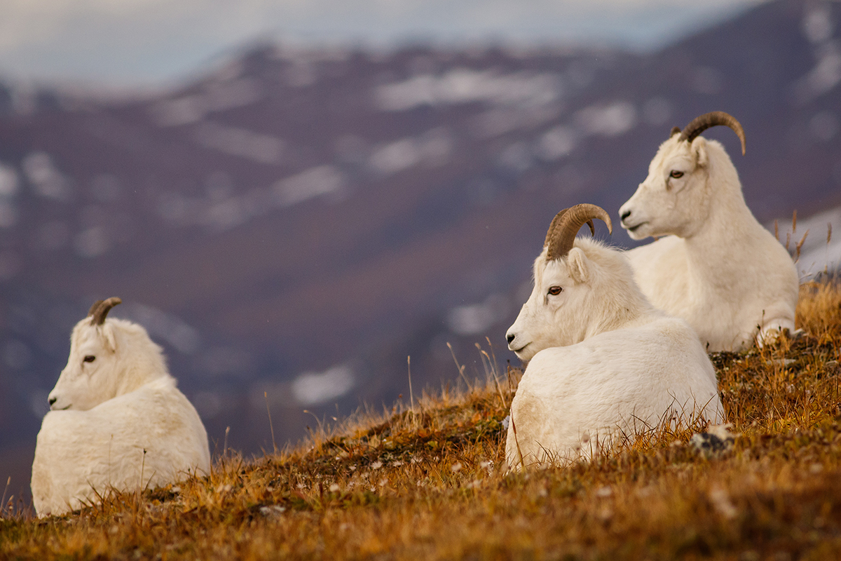 Animals in Denali National Park: A Visitor's Guide to the Big 5 & Beyond 37