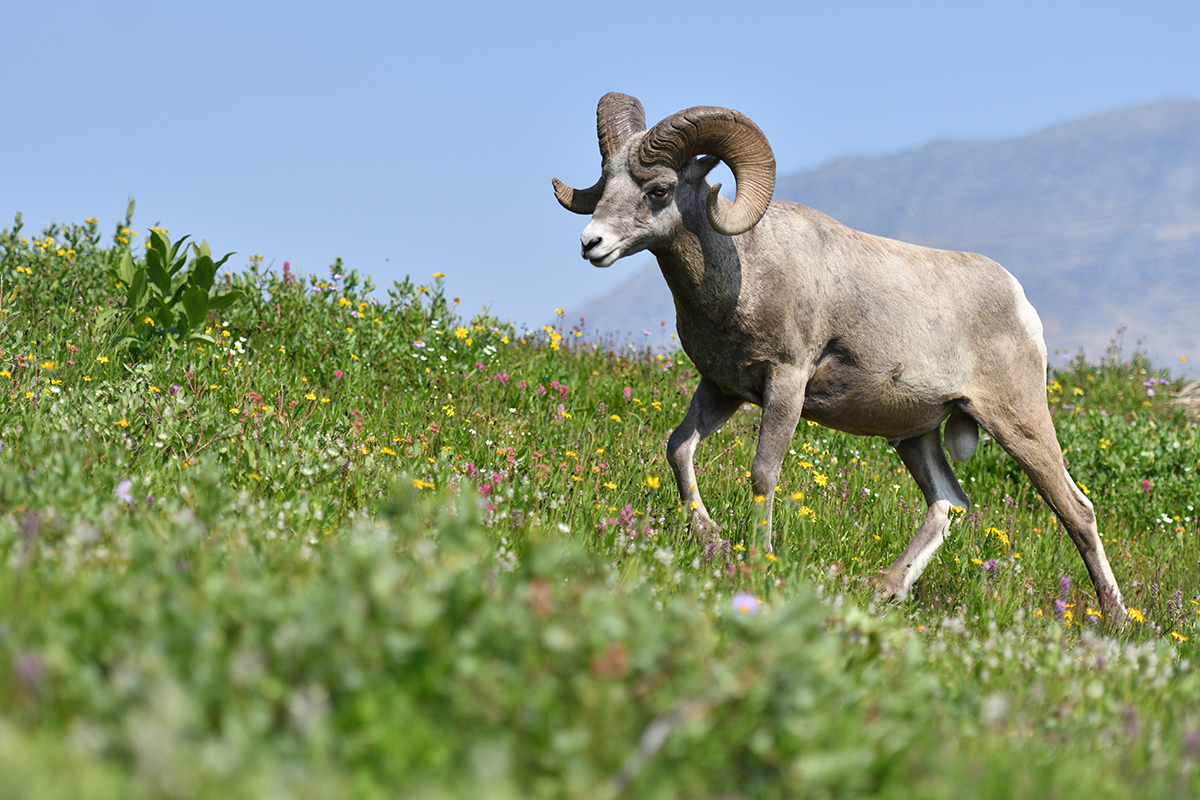A Modern Adventurer's Guide to Yosemite National Park Animals a25