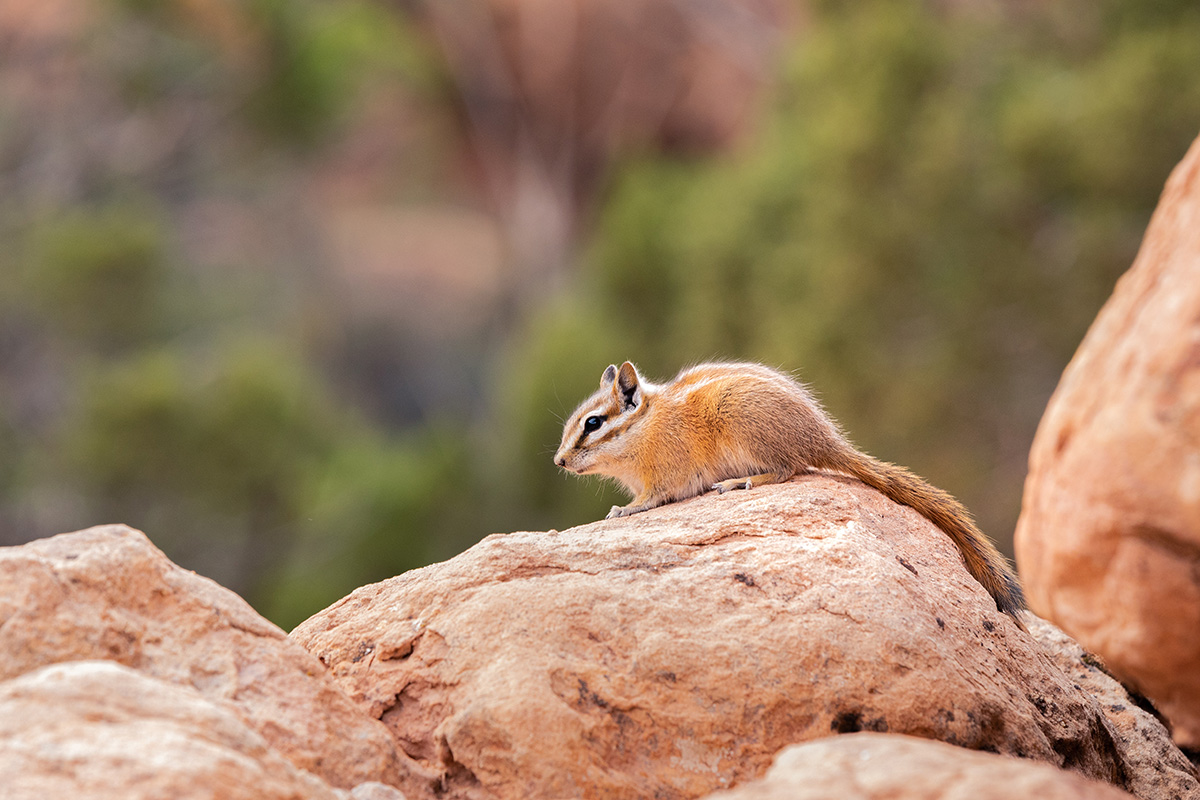Arches National Park Animals: A Hiker&rsquo;s Field Guide to Wildlife Watching 31