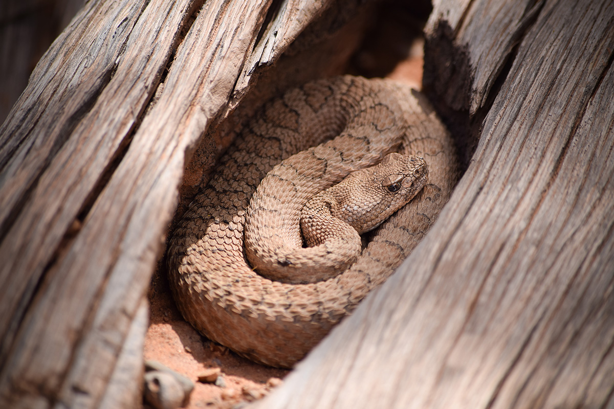 Arches National Park Animals: A Hiker&rsquo;s Field Guide to Wildlife Watching 32