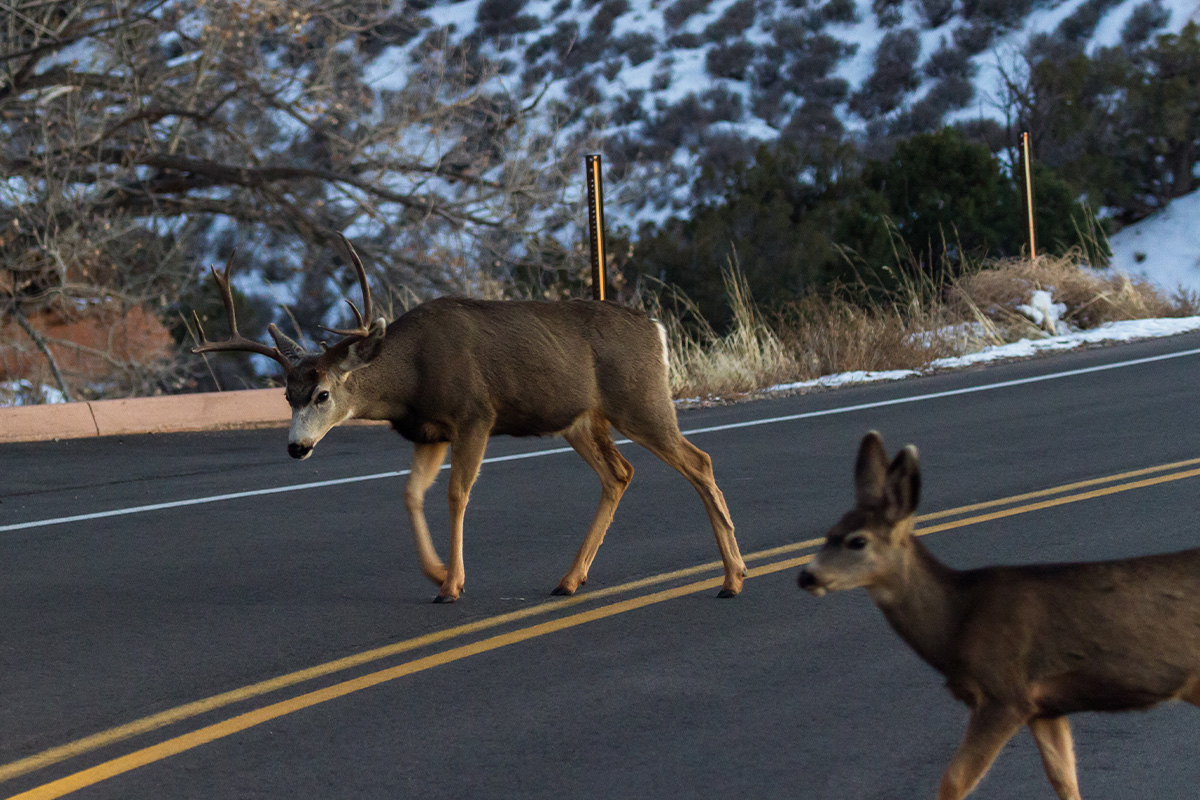 Arches National Park Animals: A Hiker&rsquo;s Field Guide to Wildlife Watching 34
