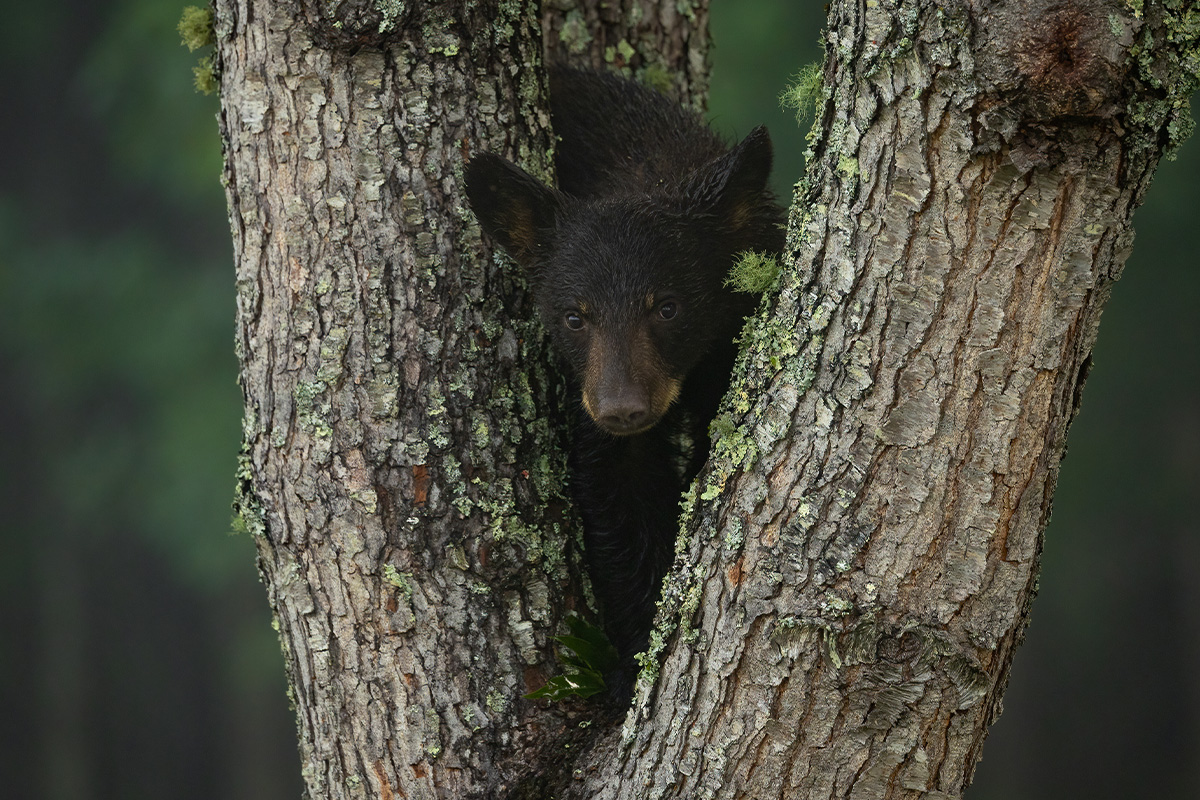 The Ultimate Guide to Great Smoky Mountains National Park Animals 10