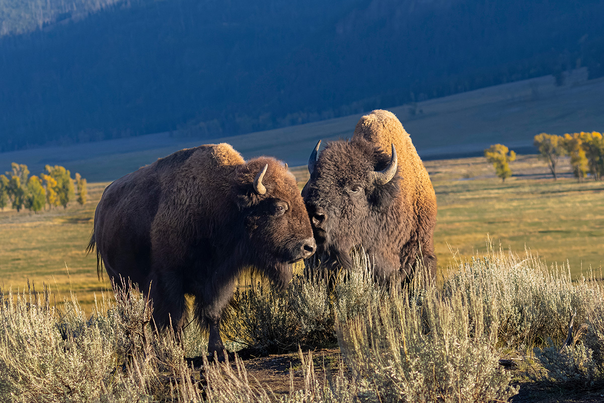 Best Hikes in Yellowstone National Park: Top Trails 14