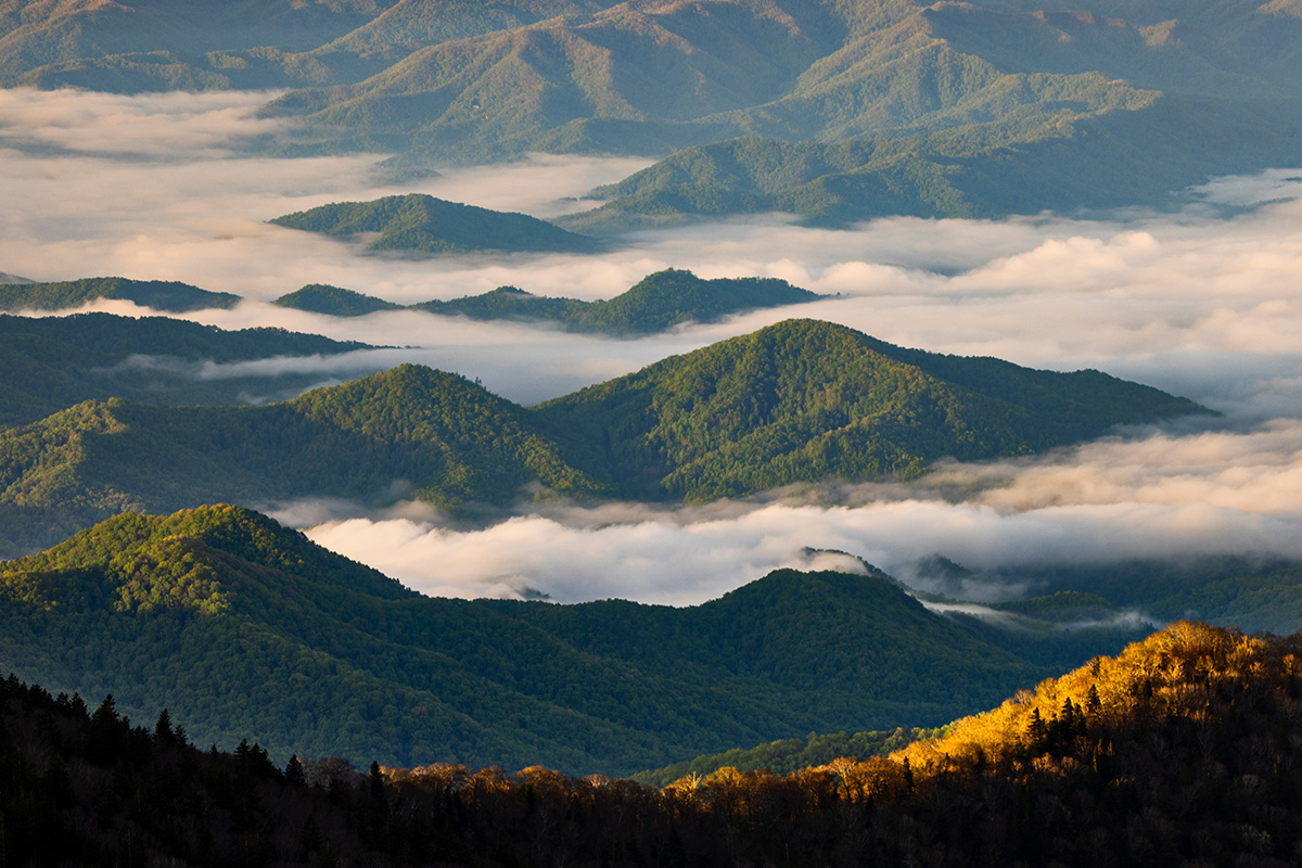 The Ultimate Guide to Great Smoky Mountains National Park Animals 1