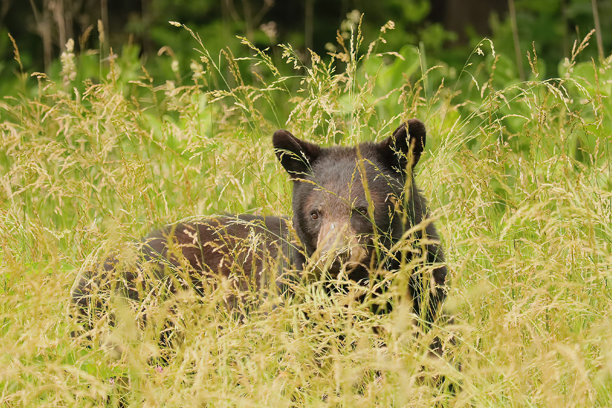The Ultimate Guide to Great Smoky Mountains National Park Animals 3