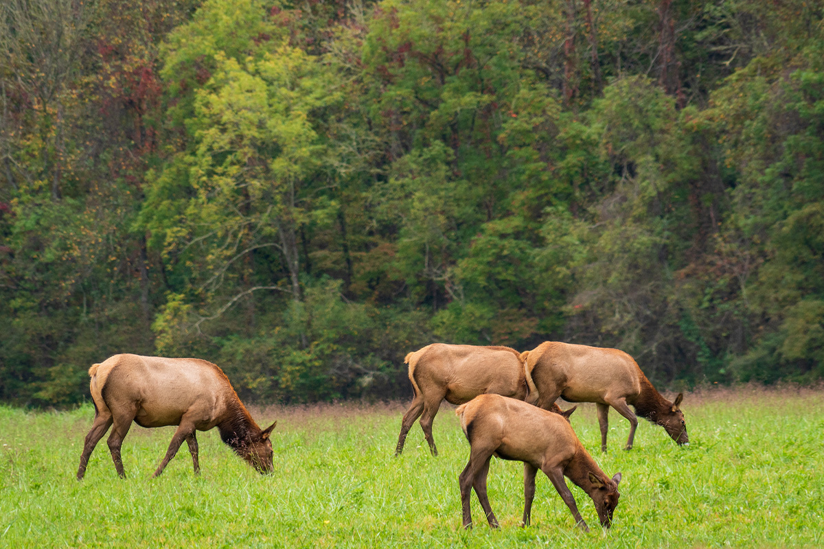 The Ultimate Guide to Great Smoky Mountains National Park Animals 4