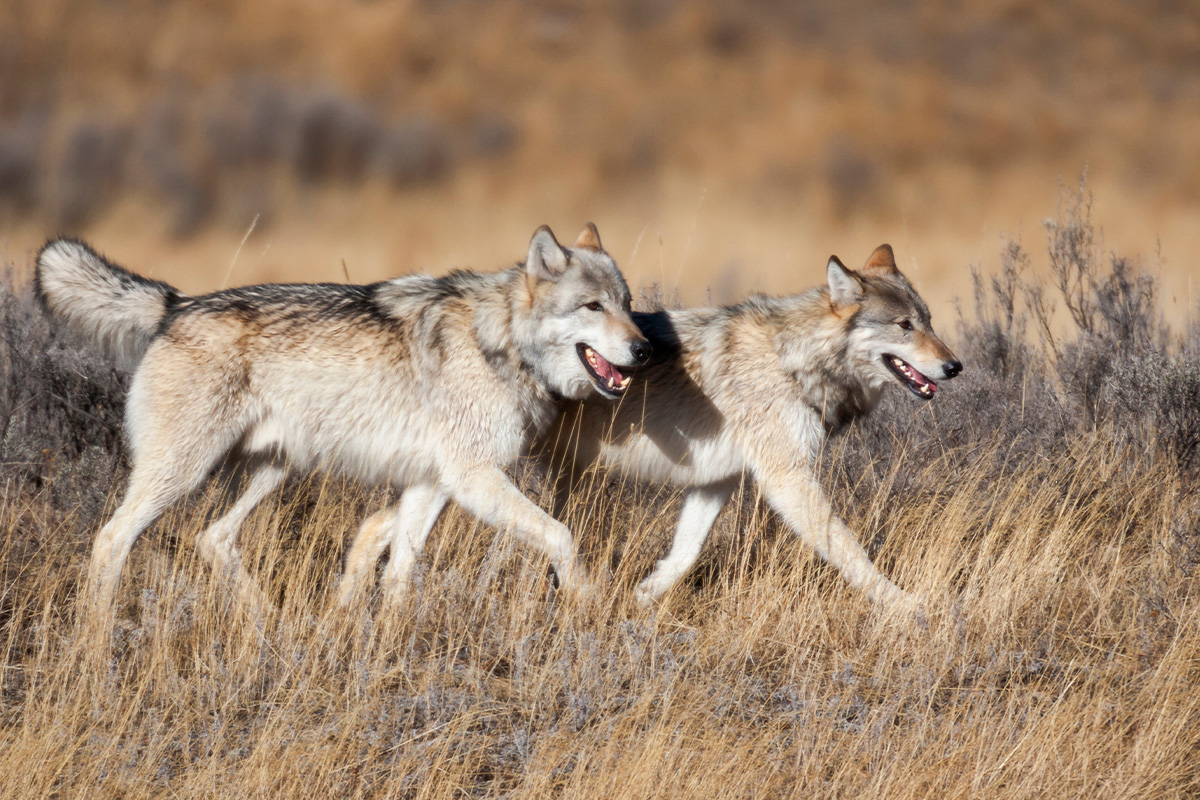 Best Hikes in Yellowstone National Park: Top Trails 17