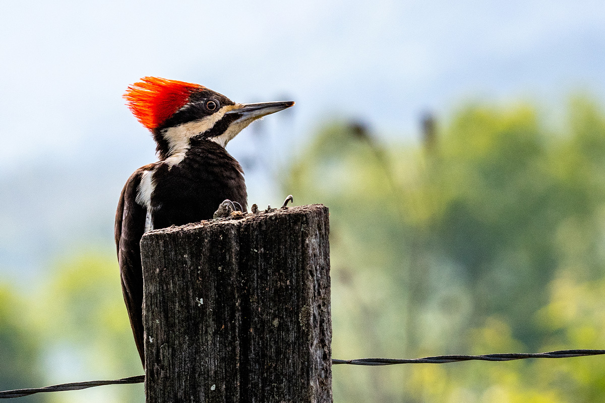 The Ultimate Guide to Great Smoky Mountains National Park Animals 9