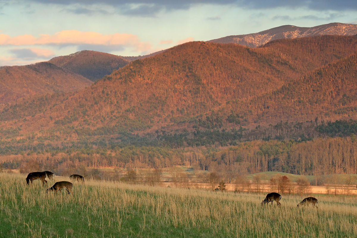 The Ultimate Guide to Great Smoky Mountains National Park Animals 10