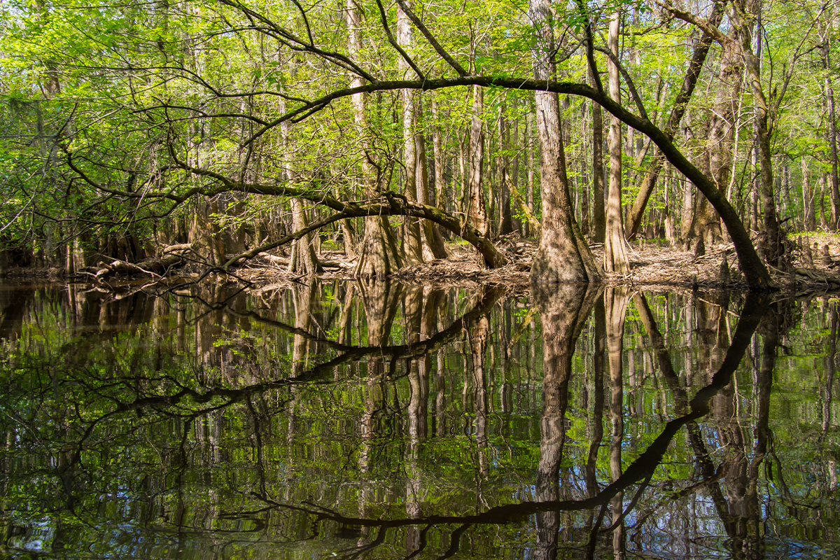 Best Things to Do in Congaree National Park 6