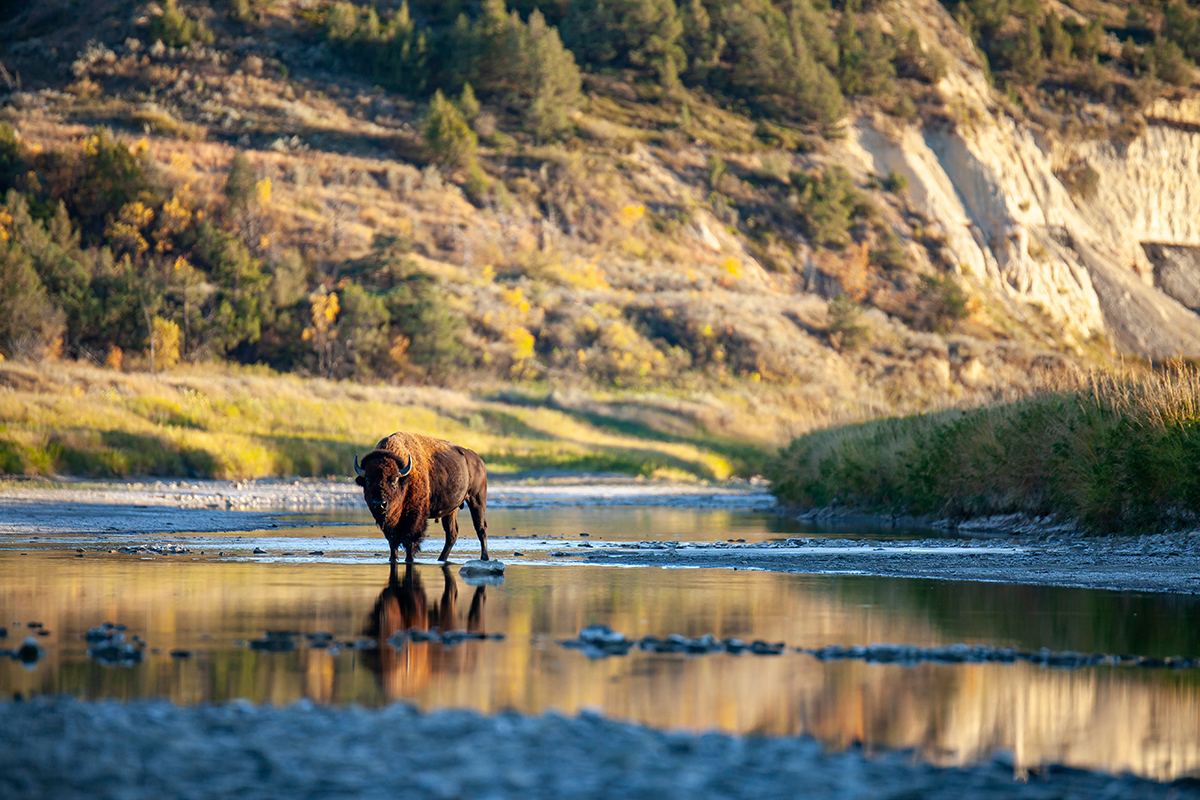 Best Things to Do in Theodore Roosevelt National Park 2