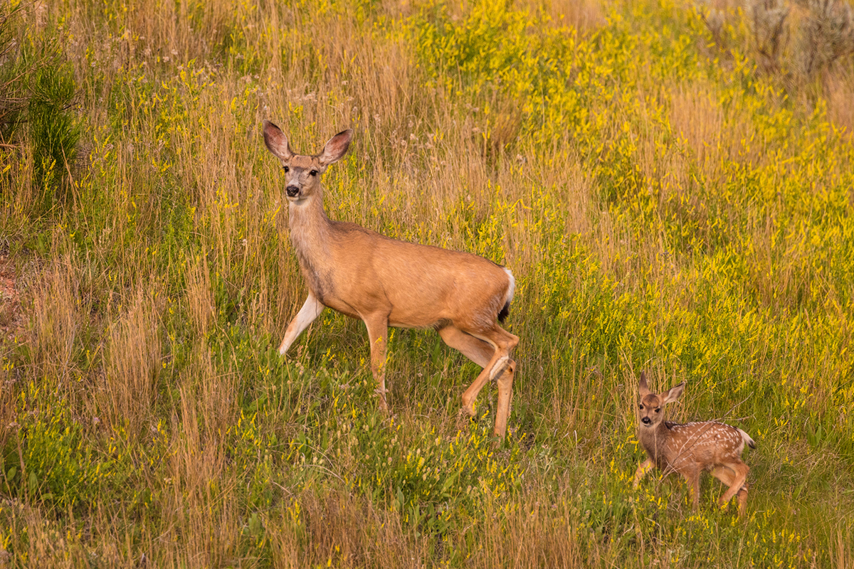 Best Things to Do in Theodore Roosevelt National Park7