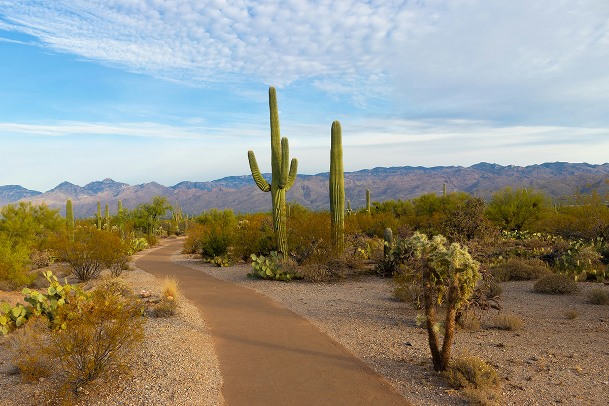 What to Do in Saguaro National Park: The Ultimate Guide 1