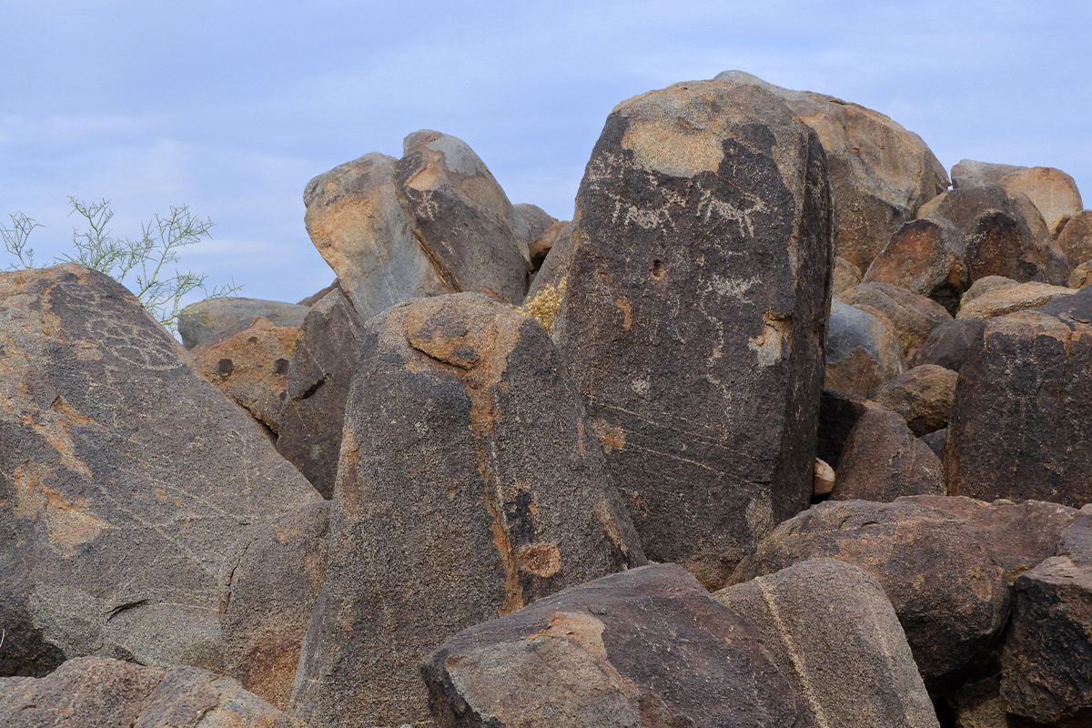 What to Do in Saguaro National Park: The Ultimate Guide 2