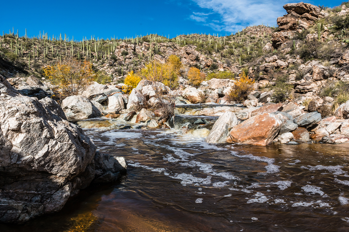What to Do in Saguaro National Park: The Ultimate Guide 3