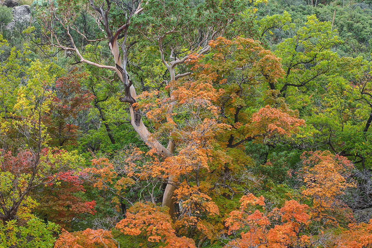 Best Things to Do in Guadalupe Mountains National Park 4