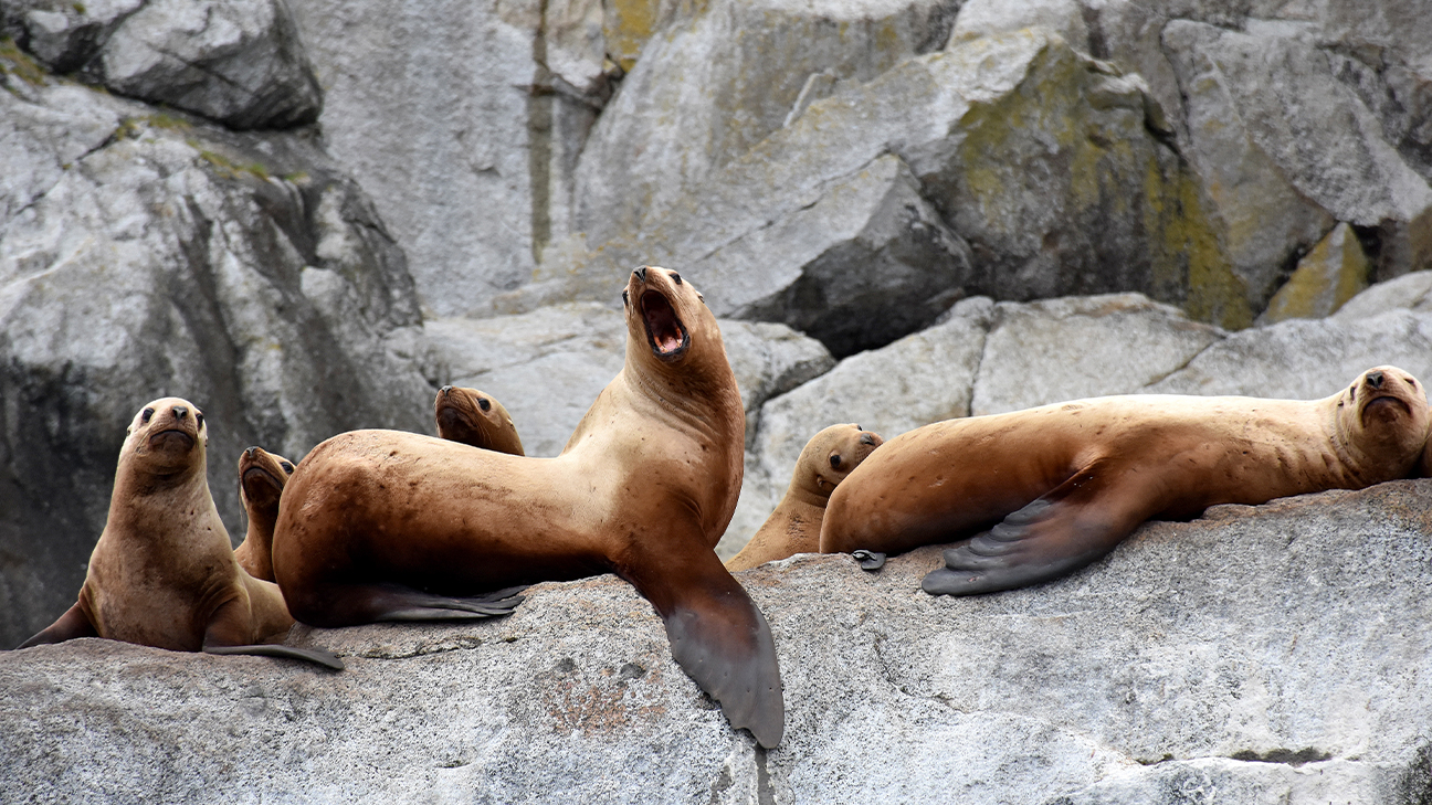 Best Things to Do in Kenai Fjords National Park 2