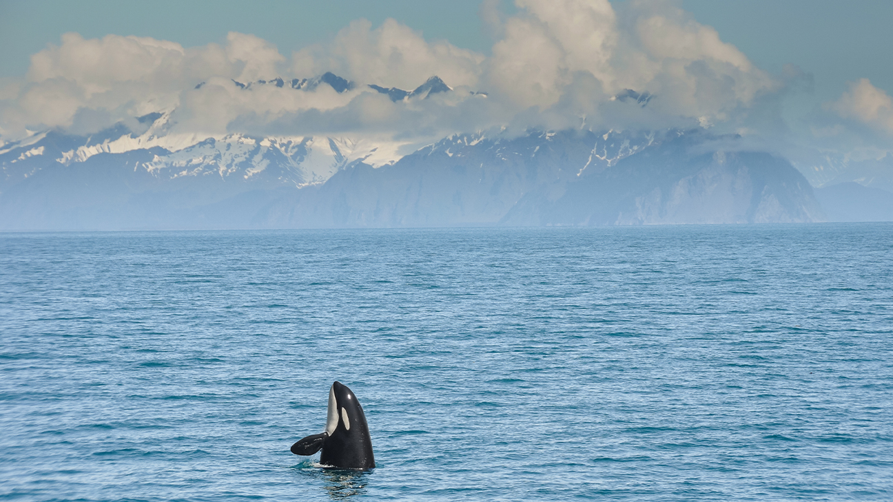 Best Things to Do in Kenai Fjords National Park 3
