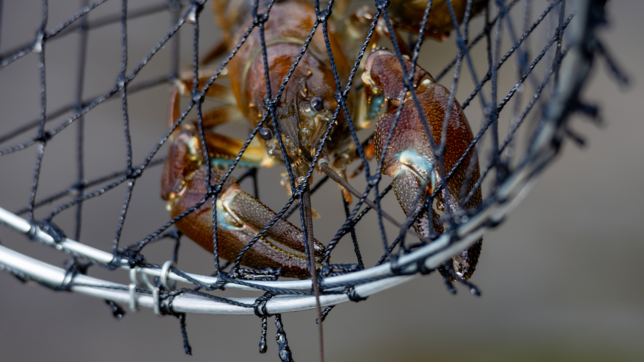 How to Trap Crawfish Successfully: A Tactical Field Guide 12