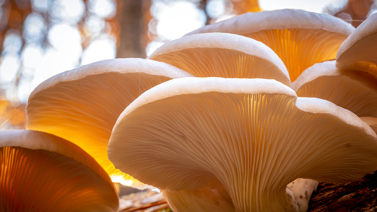 Mushroom Foraging: Safety Protocols and Beginner Species 13