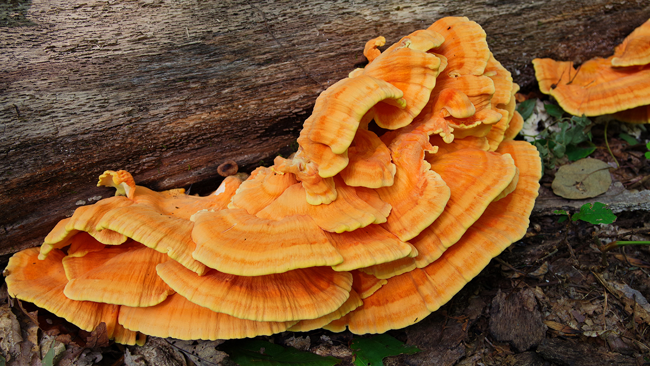 Mushroom Foraging: Safety Protocols and Beginner Species 14
