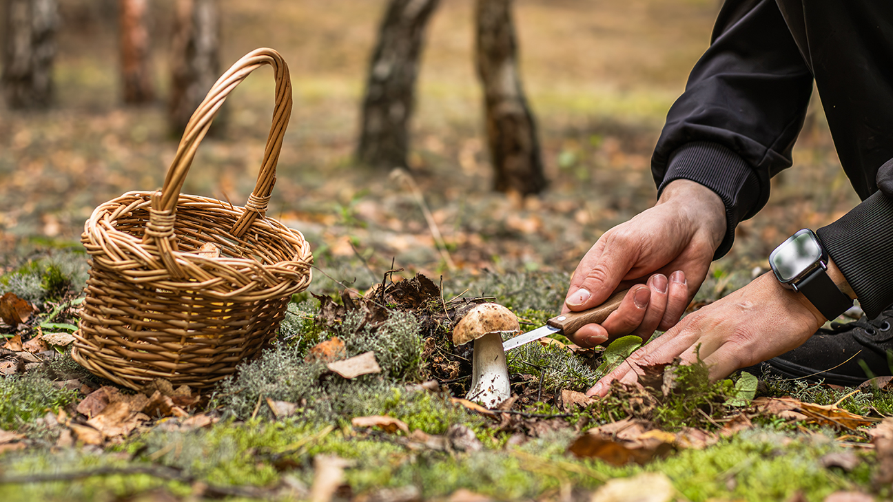 Mushroom Foraging: Safety Protocols and Beginner Species15